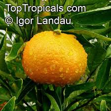 Image result for Citrus reticulata