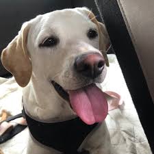 Adopt a labrador retriever in california. Adopt A Labrador Retriever Puppy Near Los Angeles Ca Get Your Pet