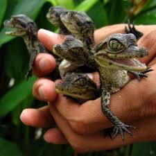 Ferme Aux Crocodiles De Pierrelatte Drome Crocodiles Reptiles And Amphibians Crocodile