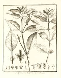 Image result for Spermacoce ruelliae