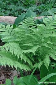 Image result for Woodsiaceae