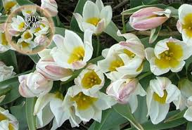 Video by eric williams in wellfleet on cape cod. 7 Tulips Deer Don T Eat Harvesting History