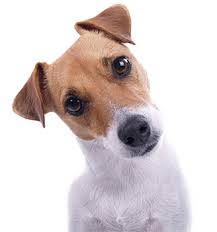 Best gives it an a +rating. Nationwide Pet Insurance Submit A Claim Find Forms In 3 Steps