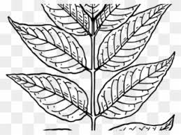 Guava Clipart Leaf Draw A Neem Leaf Png Download 2039578 Pinclipart Frameworks only for help you to shape your drawing more proportional most importantly, rely on your imagination in order to can form it despite its different. guava clipart leaf draw a neem leaf