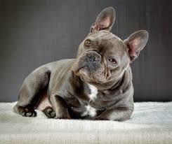 French Bulldog Kopek Egitimi Bilgiustam