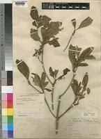 Image result for Pavetta crassipes