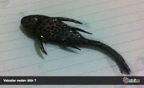 akvaryum ve baliklar hakkinda panosundaki pin