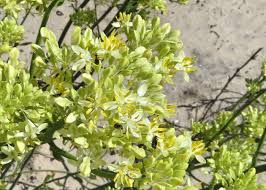 Image result for Haloragaceae