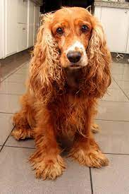 È consigliabile, durante la notte, tenere il cucciolo confinato nelle immediate vicinanze della cuccia così quando avrà bisogno di sporcare chiamerà affinché qualcuno si svegli e lo faccia uscire. Cocker Spaniel Inglese Un Perfetto Cane Da Appartamento Amicovet