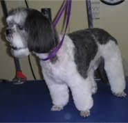 Admissions to pet grooming schools in florida: Sheila S Pet Grooming Opening Hours 288 Guelph Line Burlington On