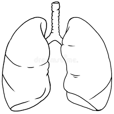 36+ cardiovascular system coloring pages for printing and coloring. Drawing Anatomy Human Lung Stock Illustrations 1 880 Drawing Anatomy Human Lung Stock Illustrations Vectors Clipart Dreamstime
