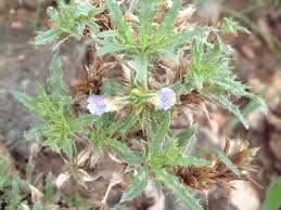 Image result for Blepharis obmitrata