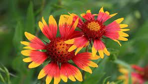 Dogwood (cornus florida ) dogwood (cornus florida ) blossoms herald spring throughout much of east texas. 6 Texas Wildflowers That Are Roadside Showstoppers Texas Hill Country