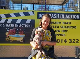 Dog Wash In Action Reviews Facebook