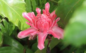 Image result for Etlingera elatior