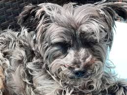 Cochiaros Pizza Reviews