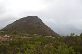 Image result for Bothriocline inyangana