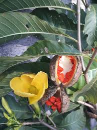 Image result for Tabernaemontana eglandulosa