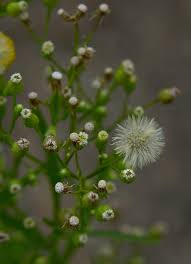 Image result for Conyza limosa