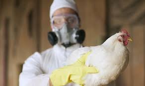 Symptoms in humans initially resemble symptoms of regular flu.runny nose, cough, body temperature increased, the person becomes weak and how does a human bird flu?symptoms in humans in the early stages are similar to the symptoms of the common cold or flu, but very quickly. Smr1hajn7fui9m