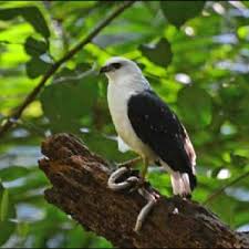 Please be aware that we only share the original apk file, unmodified, safe to download and free of any virus. Pdf Montatheris Hindii Kenya Montane Viper Diet