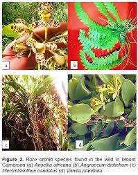 Image result for Polystachya caloglossa