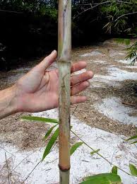 Image result for Oxytenanthera abyssinica