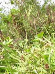 Image result for Erianthemum dregei