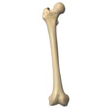 Check spelling or type a new query. Femur Labeling Quiz