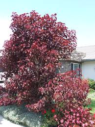 Image result for Euphorbia cotinifolia