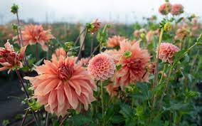 We did not find results for: Recommended Dahlia Sources Floret Flowers