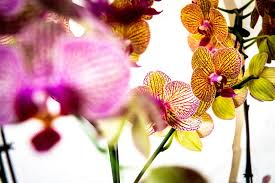 Hours may change under current circumstances How To Care For Orchids Blogs Conroy S Long Beach