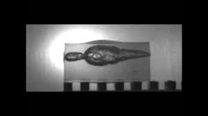 Slow Motion 5 7x28mm Fn Ss 197 Impacting Ballistic Gelatin