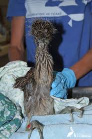Bird Crying Like A Baby Baby Black Crowned Night Heron Infant Adoption Baby Bird Bird