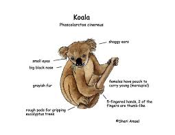 Koala Exploring Nature Educational Resource Koala Koalas Animal Classification