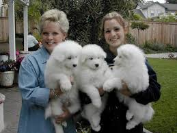 We did not find results for: Akc Samoyed Puppies For Sale At Very Affordable Prices For Sale In Dallas Texas Classified Americanlisted Com