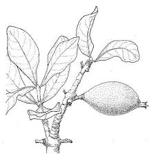 Image result for Gardenia ternifolia