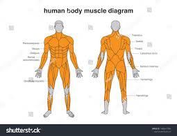 Muscular system of a human. Front Body Diagram Fusebox And Wiring Diagram Schematic Top Schematic Top Sirtarghe It