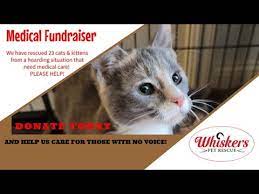 All of the money we raise goes to the direct care of our animals. Whiskers Pet Rescue Rescue Of Hoarded Cats Mar2021 Youtube