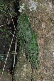 Image result for Vittaria elongata