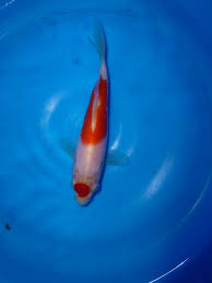 The battle between the top koi farms in japan will have its winners. Momotaro Koi Farm Marugen Koi Farm