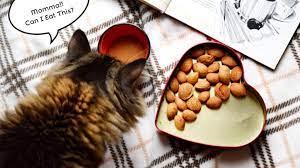 Can Cats Eat Nuts Is It Toxic Or Safe For Cats Cats Bite