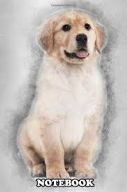 Notebook Golden Retriever Puppy 2 Months Old Sitting Against Whi Journal For Writing College Ruled Size 6 X 9 110 Pages Notebook Goldenyue Notebook Goldenyue 9781676877363 Amazon Com Books