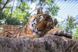 You can come meet our pets by calling and making an appointment. Big Cat Rescue Caring For Cats And Ending The Trade Big Cat Rescue