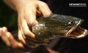 Prit gantil nggak mau susah dalam mengerami telur telur nya, maka dia menitipkan telor nya kepada induk prenjak untuk di tetaskan, tapi telur prenjak sendiri di buang dan dibiarkan mati. Mitos Dan Fakta Burung Emprit Gantil Atau Wiwik Kelabu Atau Kedasih Hewanpedia