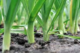 To keep leeks available fresh at the end of the season, dig or pull up the remaining crop. How To Plant Grow And Harvest Leeks