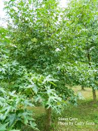 Description of sweet gum tree: Liquidambar Styraciflua Sweetgum Tree Container Crazy Ct