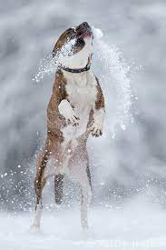 Have Your Pet Jumping For Joy After A Check Up With Crestway Animal Clinic Http Www Crestway Animal Clinic Com Beautiful Dogs Dog Love Winter Dog