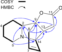 Image result for Mildbraedia carpinifolia