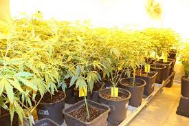 Hier ein paar tips zum outdoor growing planen. Outdoor Saison Beginnt Wann Soll Man Hanf Aussetzen